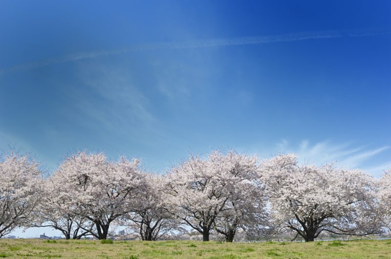 【河北潟の桜街道（さくらかいどう）】おすすめ！石川県の桜名所・お花見スポット情報
