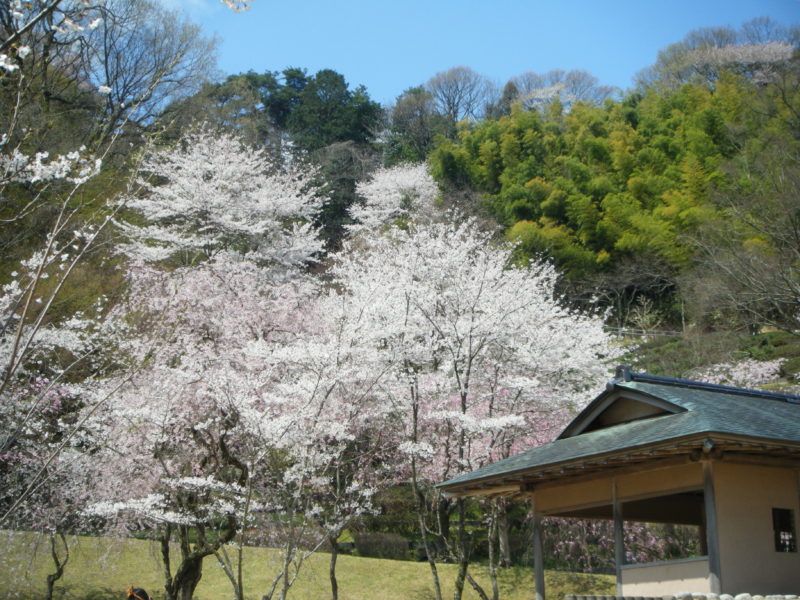 【石川県のお花見情報】卯辰山に整備された四百年の森が美麗