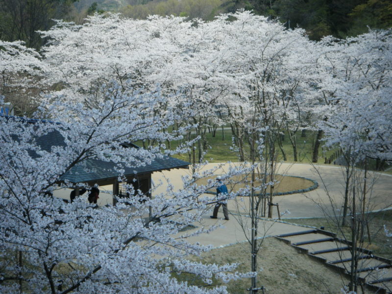 【石川県のお花見情報】卯辰山に整備された四百年の森が美麗
