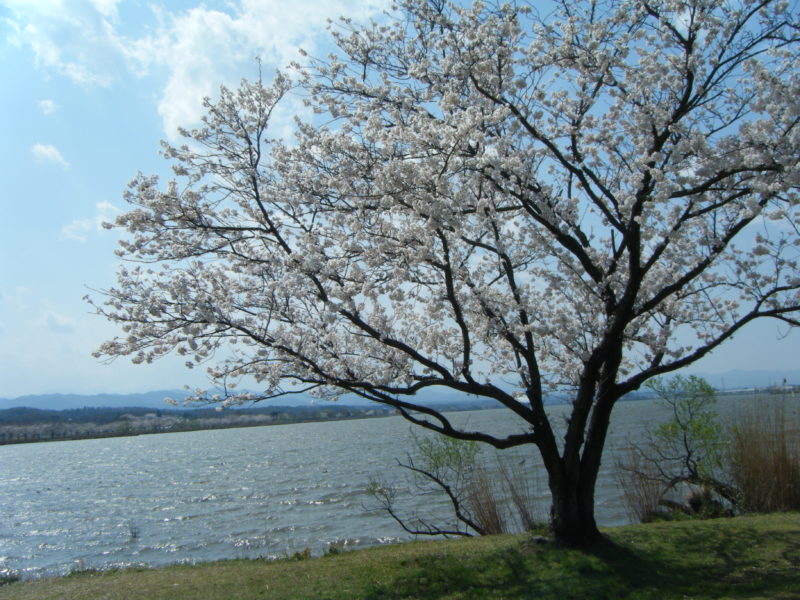 【石川県のお花見情報】木場潟の桜