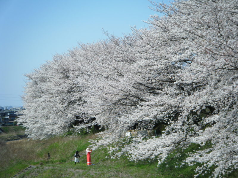 【石川県のお花見情報】イオン杜の里前の浅野川の桜