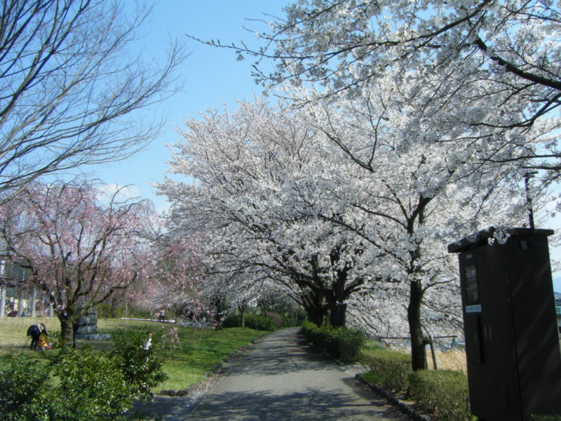 【石川県のお花見情報】イオン杜の里前の浅野川の桜