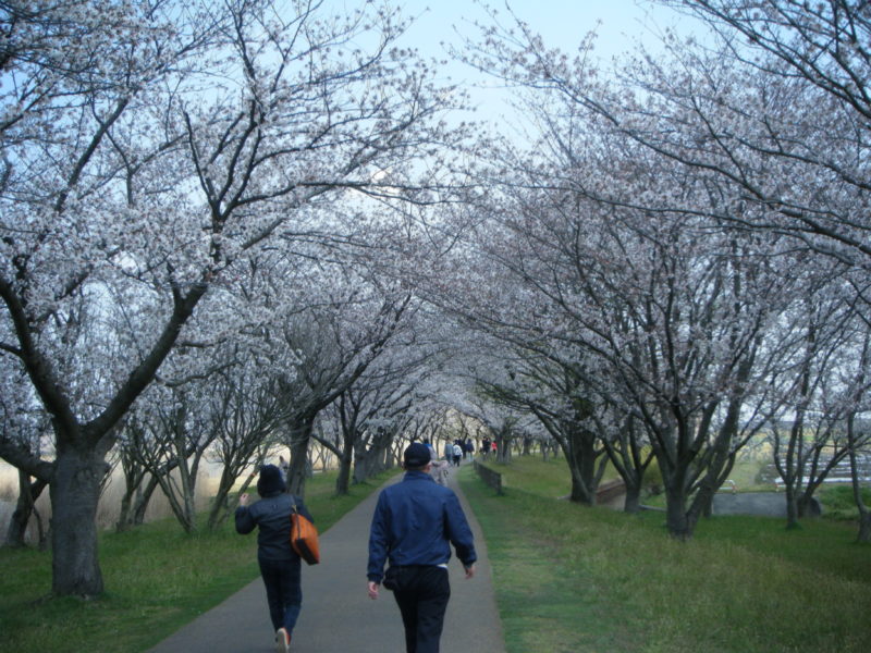 【石川県のお花見情報】木場潟の桜