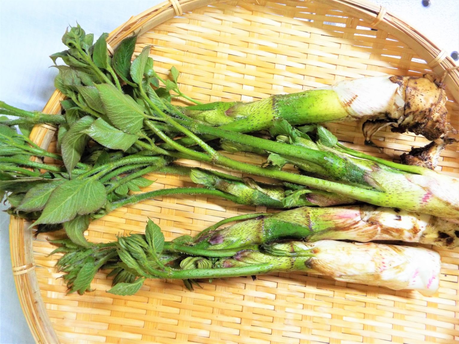 【天然の山ウド（うど・独活）】香り＆ほろ苦さがたまらない！ | 穏やかなラポン