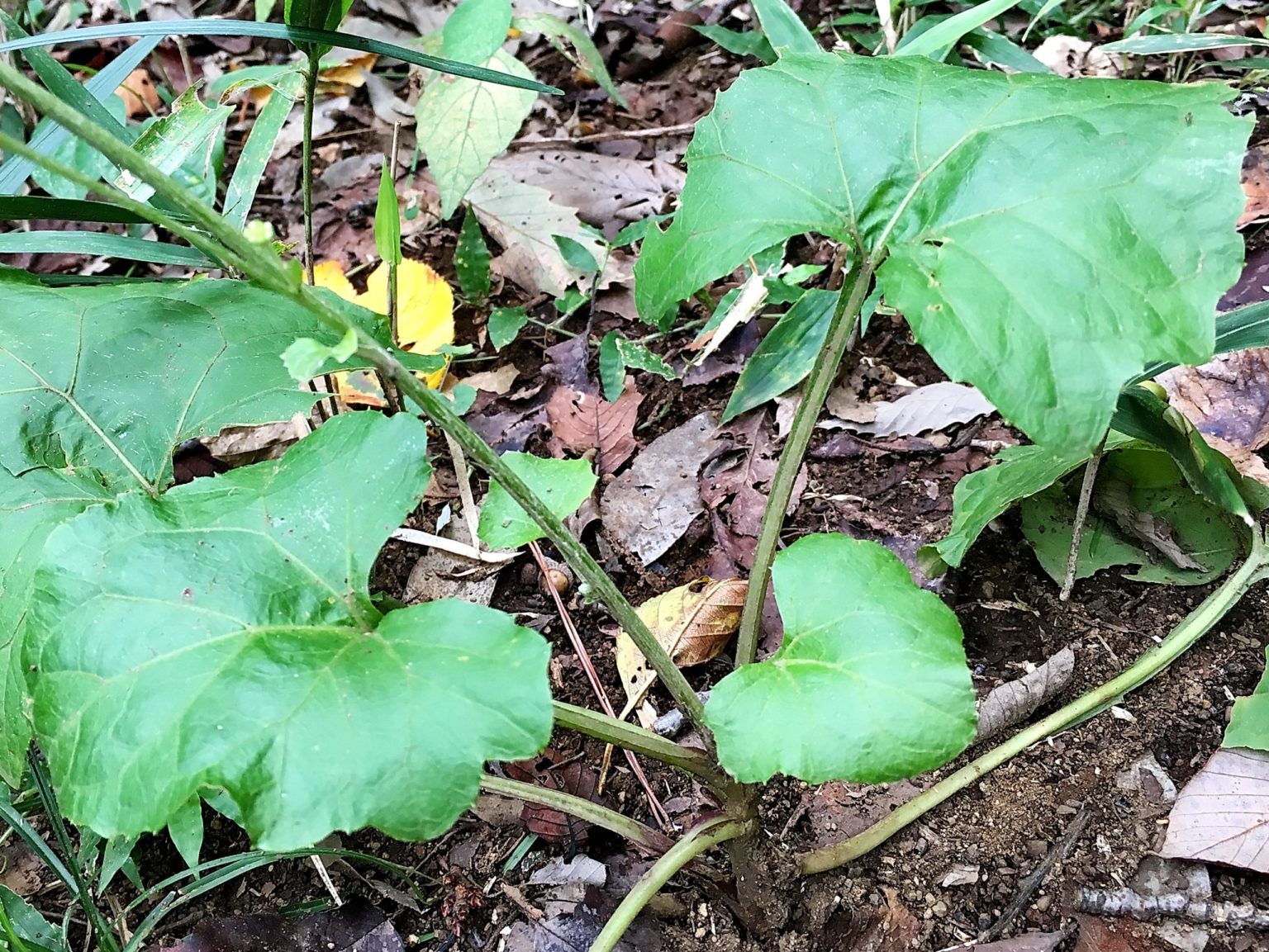【山フキ(山蕗、野蕗、野ブキ)】庭で採れる旬の山野草 穏やかなラポン 【山フキ(山蕗、野蕗、野ブキ)】庭で採れる旬の山野草 穏やかなラポン