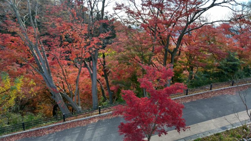 卯辰山の美しい紅葉