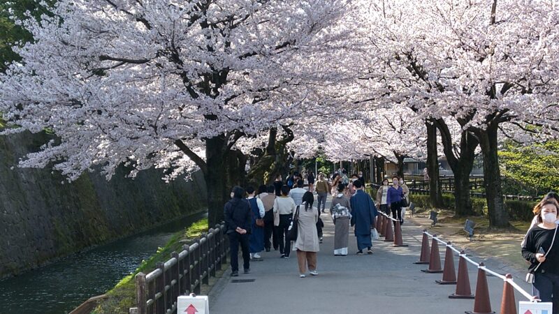 【金沢の桜】今年は山里同時の開花