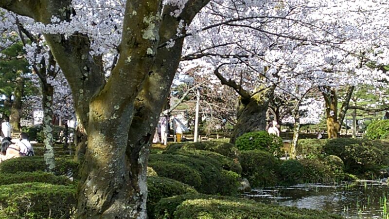 【金沢の桜】今年は山里同時の開花
